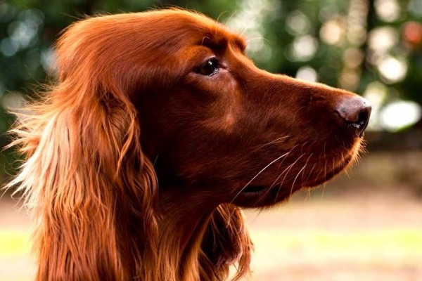 cane con il mantello rosso