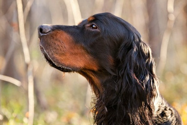 cane di colore nero focato