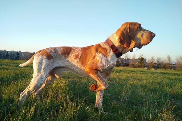 cane che punta la sua preda