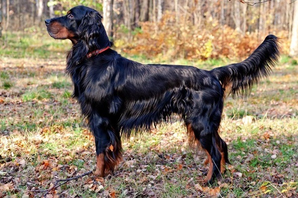 cane proveniente dalla scozia