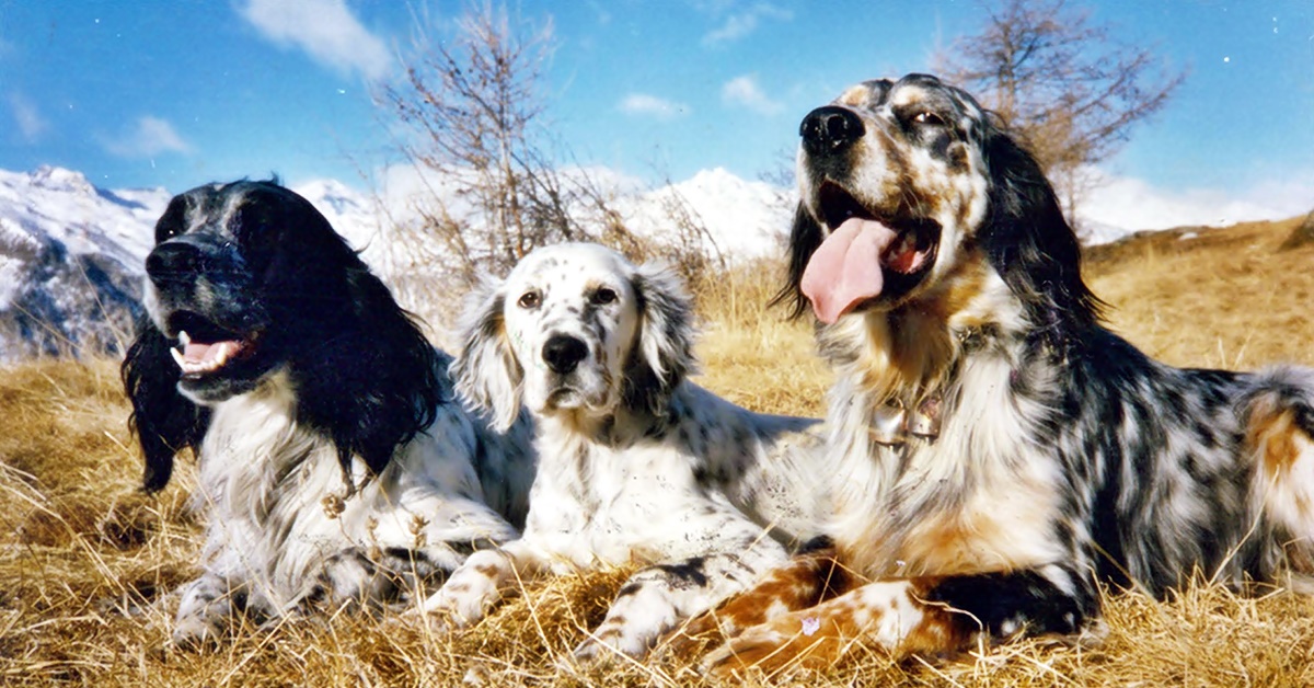 Setter per beccacce: tutti i cani della razza adatti a questo tipo di caccia