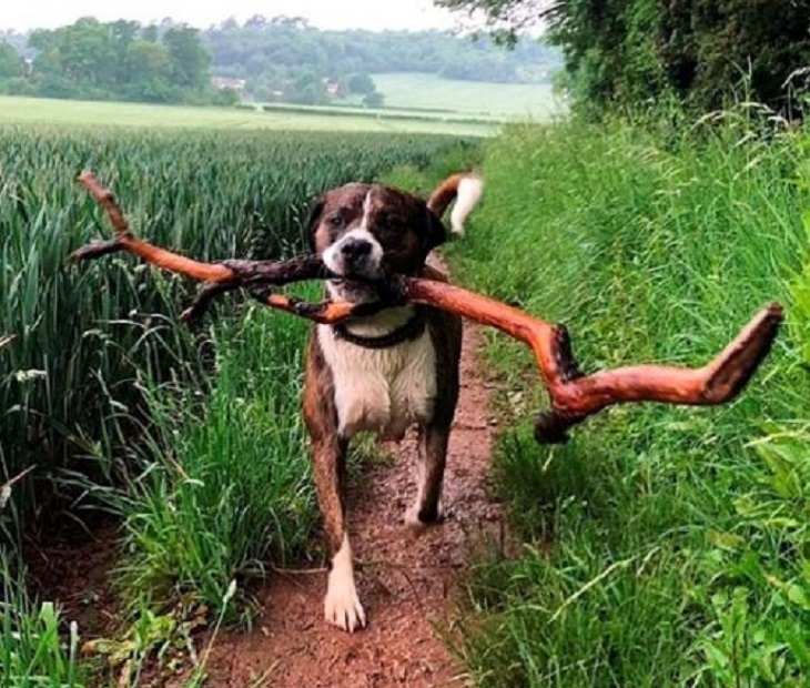 snoop cane pitbull forma ringraziamento