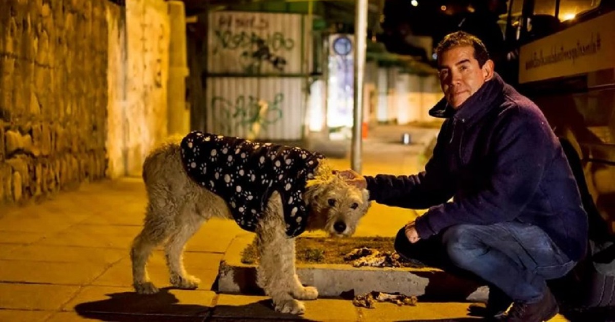 Uomo lascia il lavoro per dedicarsi completamente ai cani randagi (VIDEO)