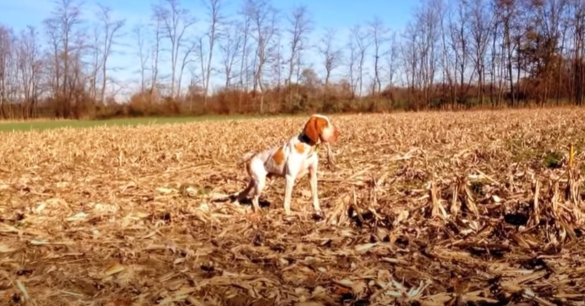 Cani da caccia: video e immagini meravigliose degli esemplari più belli (VIDEO)