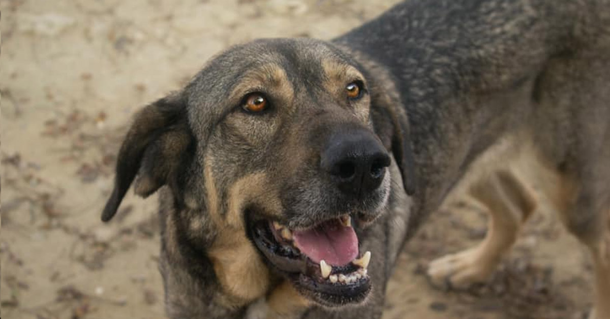 Anais, il cagnolino che dopo l’abbandono ha dovuto sopportare un’altra delusione