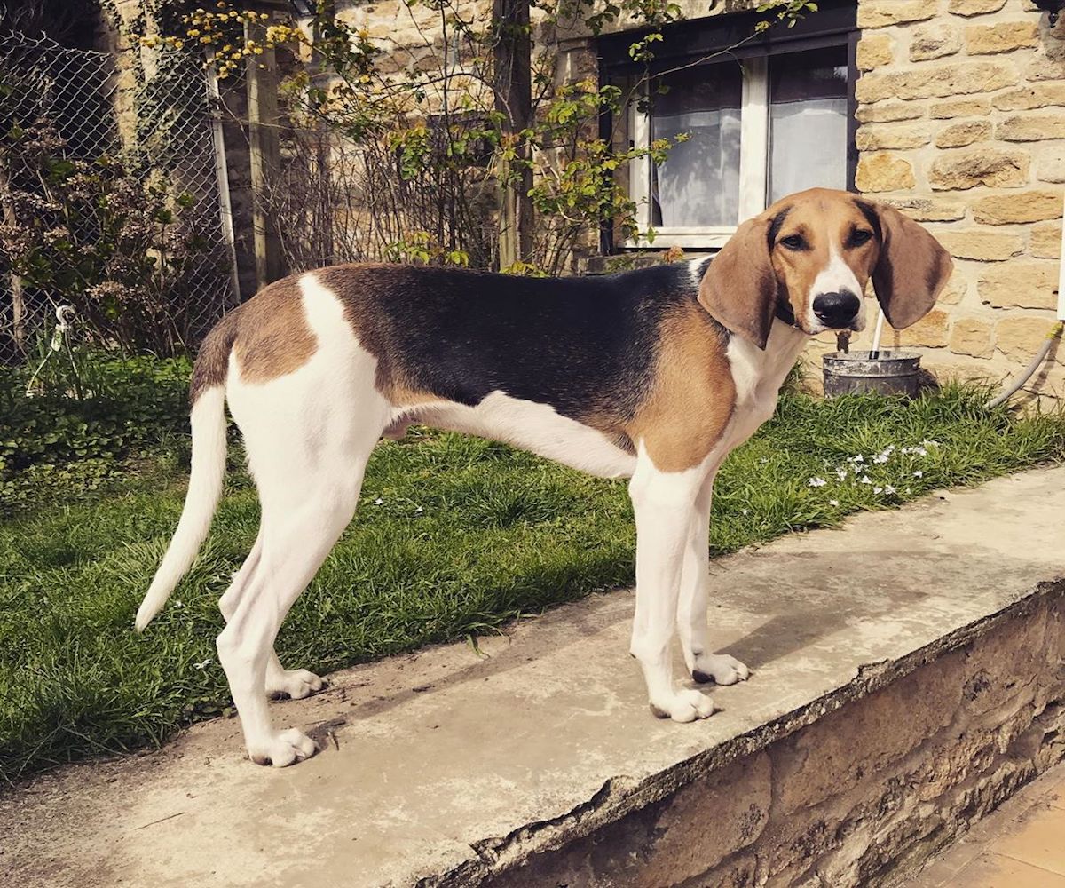 cagnolone da caccia in posa per la foto