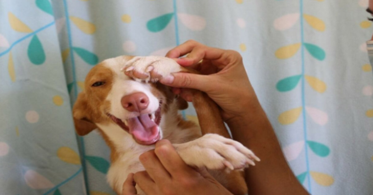 Arturito, il cagnolino salvato in extremis che dopo il dolore vuole essere felice