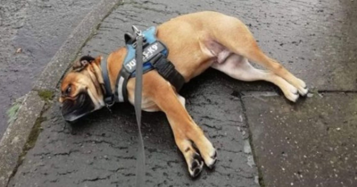 Begbie, il Bulldog che si finge morto quando il suo proprietario non prende la strada giusta
