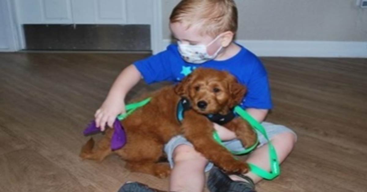 Biscuit, il Goldendoodle regalato a un bambino che lotta contro un tumore