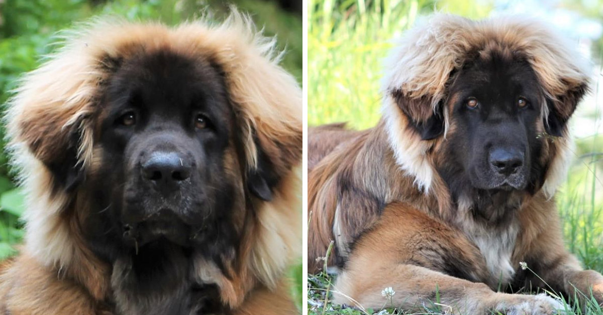 Bruno, il cane Leonberger che sembra un orso e che piace tanto su Instagram (video)