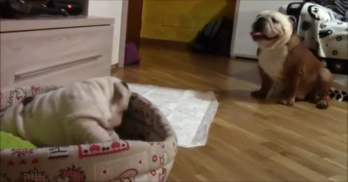 Il Bulldog Nelson incontra Margot, una splendida cucciola di Bulldog (VIDEO)