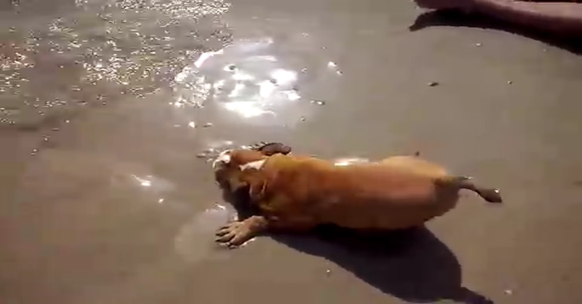 Bulldog inglese va al mare per la prima volta (VIDEO)