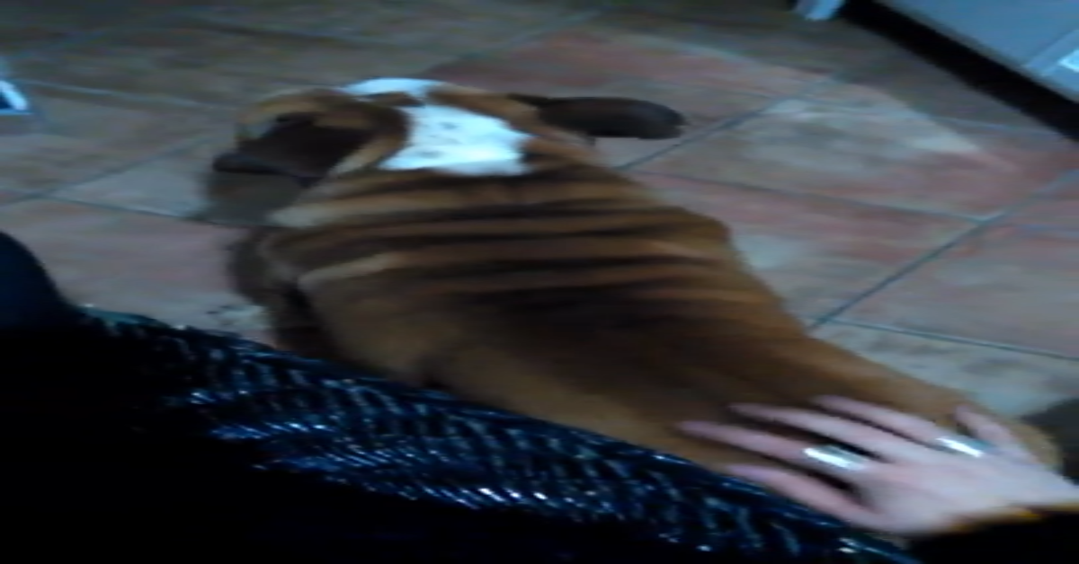 Bulldog inglese si arrabbia se non riceve le coccole (VIDEO)