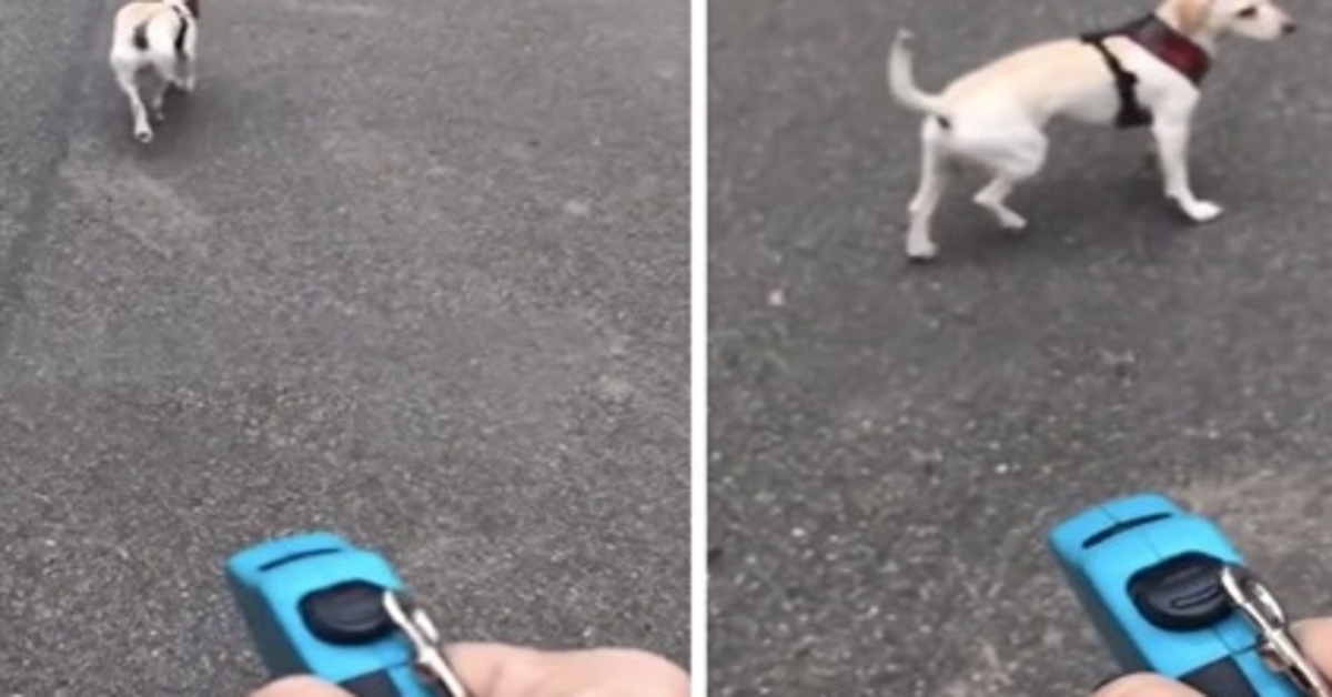 Charlie, il cagnolino a cui è stato fatto credere di aver ancora addosso il guinzaglio (VIDEO)