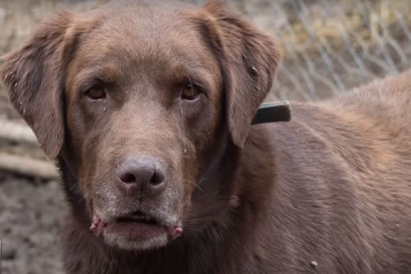 Labrador marrone che osserva