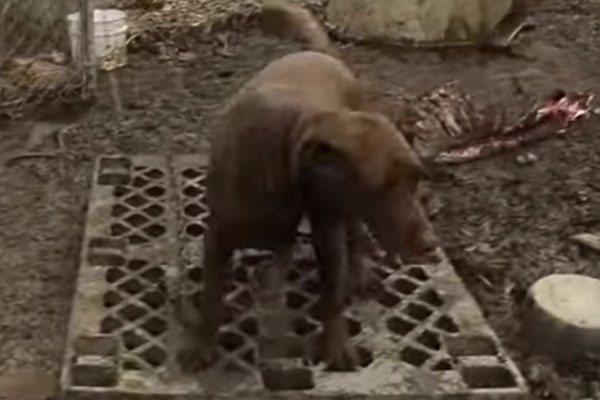 Labrador in un rifugio