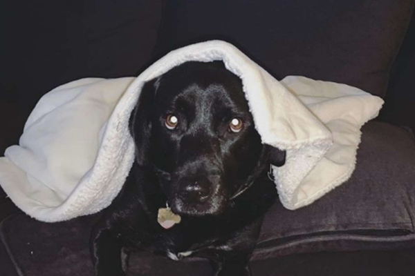cane sotto la coperta