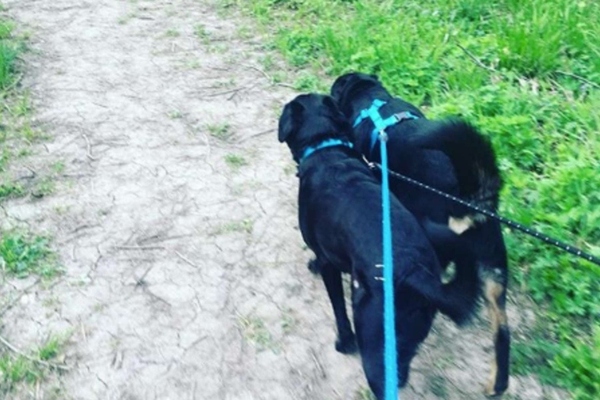 cagnolini che passeggiano