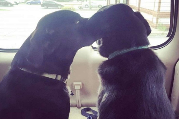 cagnolini che si coccolano