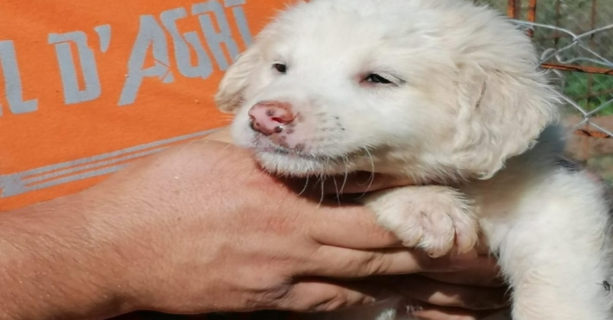 Cocò, il cagnolino adottato dalla casa di riposo