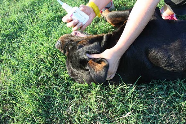 somministrazione farmaco al cane