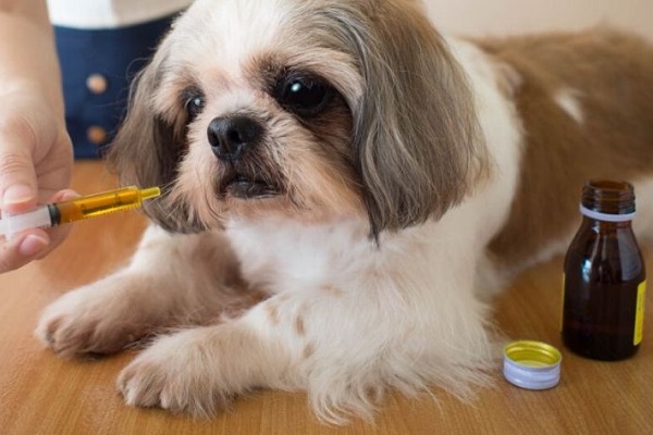 siringa con medicinale per cane