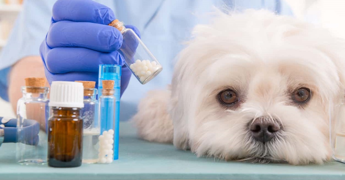 Come dare al cane una medicina liquida senza che vada persa o versata