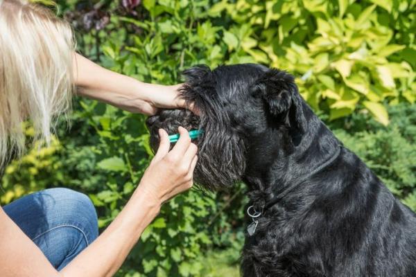 siringa con medicina per cane