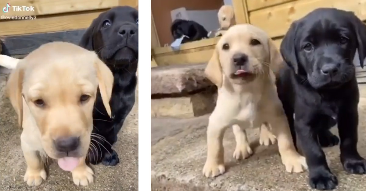 Cuccioli di Labrador “ballano” il tormentone di TikTok (video)