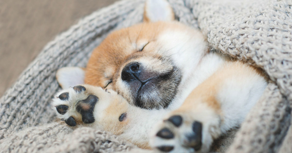 Cucciolo di cane piange nel sonno, che cosa significa? I motivi e cosa fare