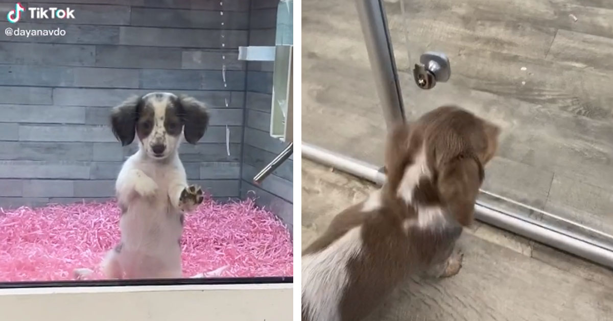 Due cuccioli di Bassotto vengono separati e il video emoziona il web
