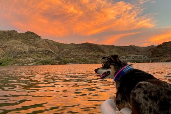 cagnolina in kayak