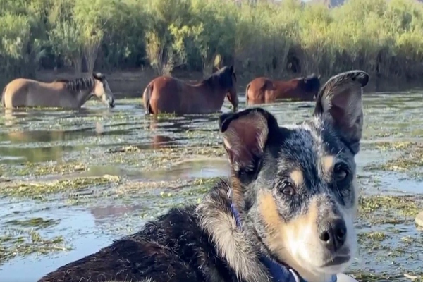 cagnolina in kayak