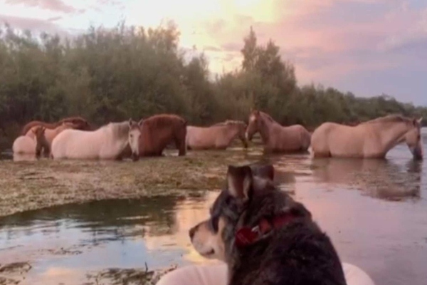 cagnolina in kayak