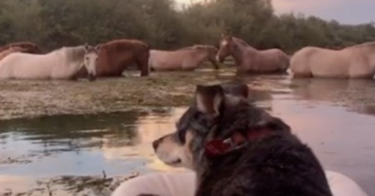 Edie, la cagnolina che va in kayak e adora guardare i cavalli