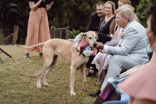 cagnolina a un matrimonio