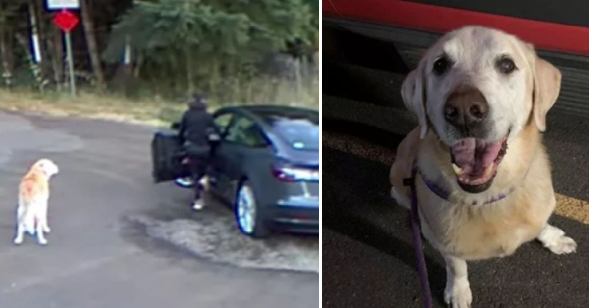 Henry, il Labrador che aveva fatto il giro del web per il suo abbandono, ha trovato una famiglia (video)