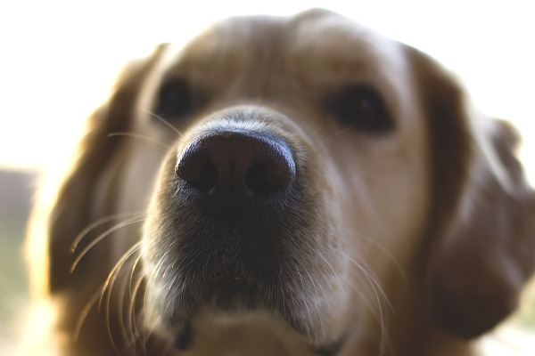 Labrador che osserva