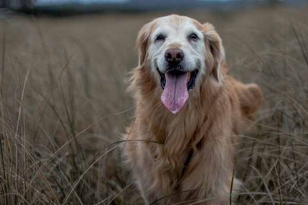 Labrador che osserva