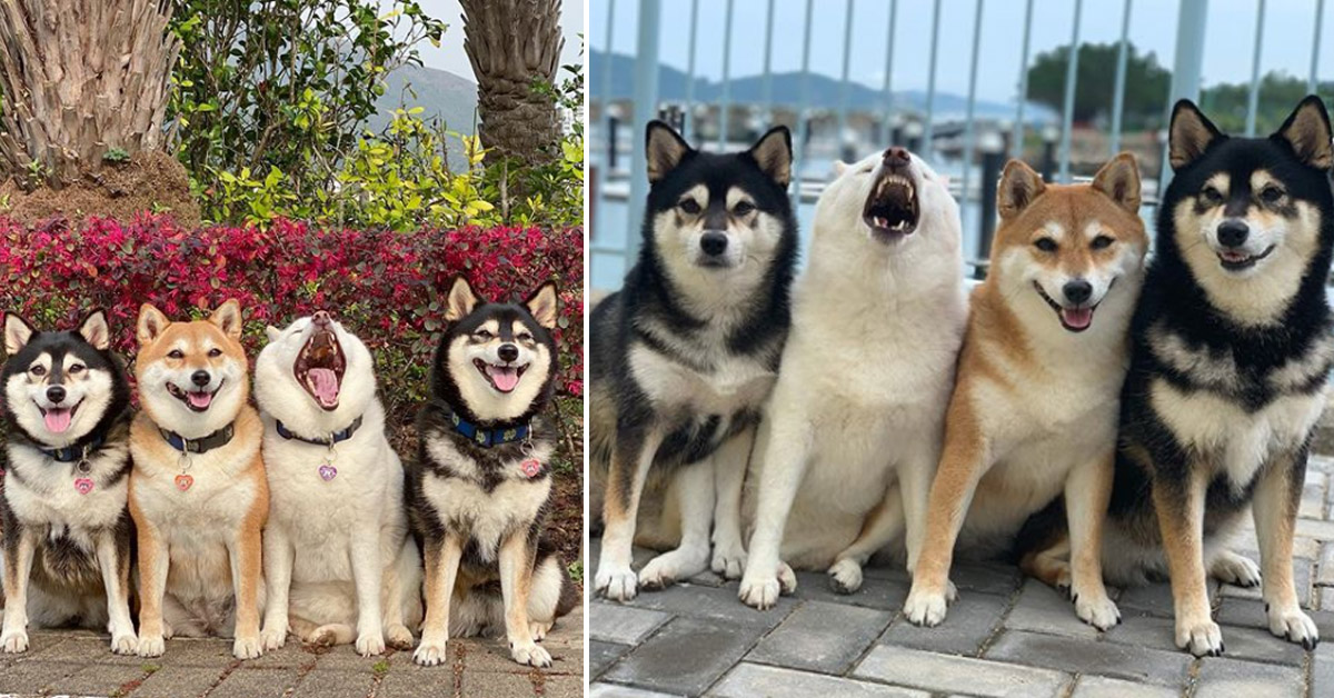 I 4 Shiba Inu che fanno impazzire Instagram per le loro foto divertenti