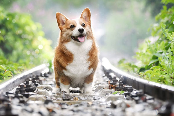 Cane Corgi che cammina