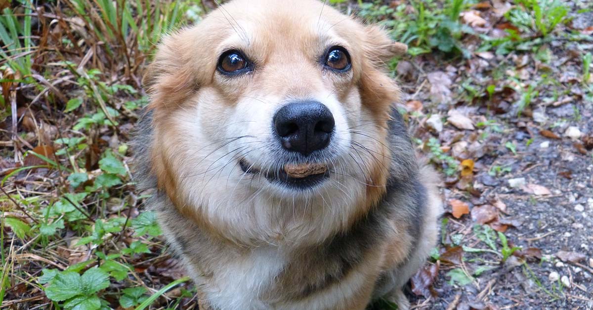 I cani possono mangiare il riso integrale? E in che modo?