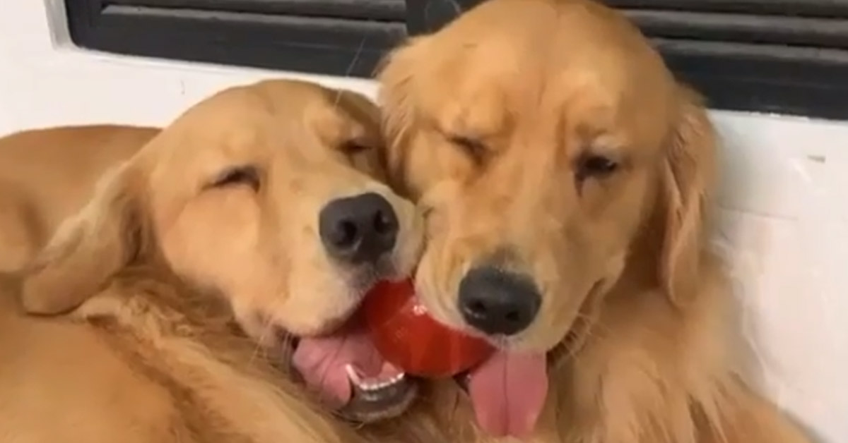 I due Golden Retriever si litigano la pallina mentre dormono (video)