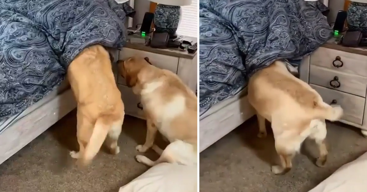 I due Labrador uniscono le forze per svegliare il loro proprietario (video)