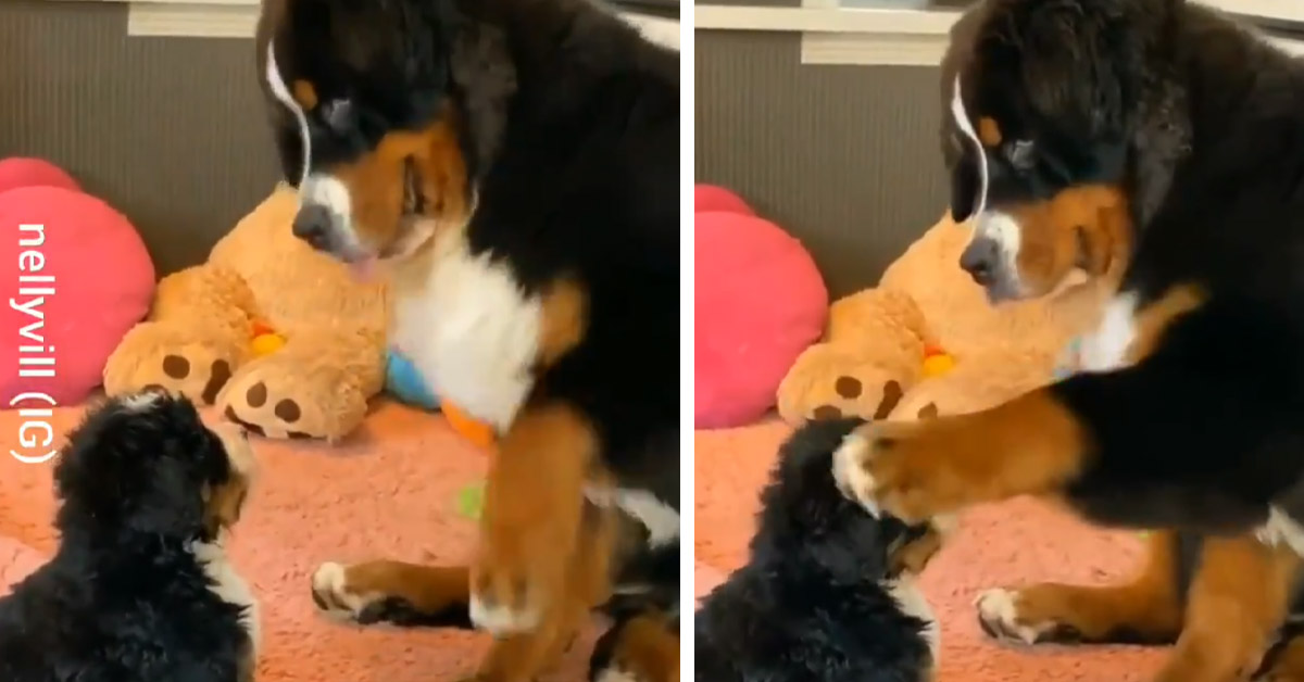 Il Bovaro del Bernese gioca con il suo cucciolo (video)