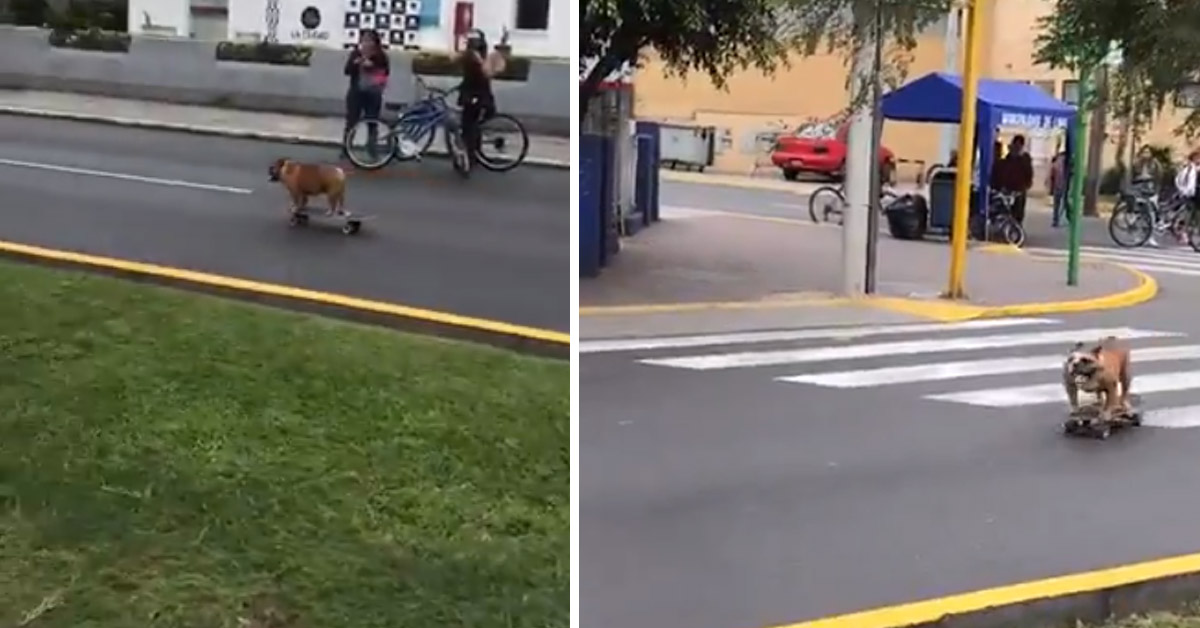 Il Bulldog stupisce tutti sfrecciando a bordo di uno skateboard (video)