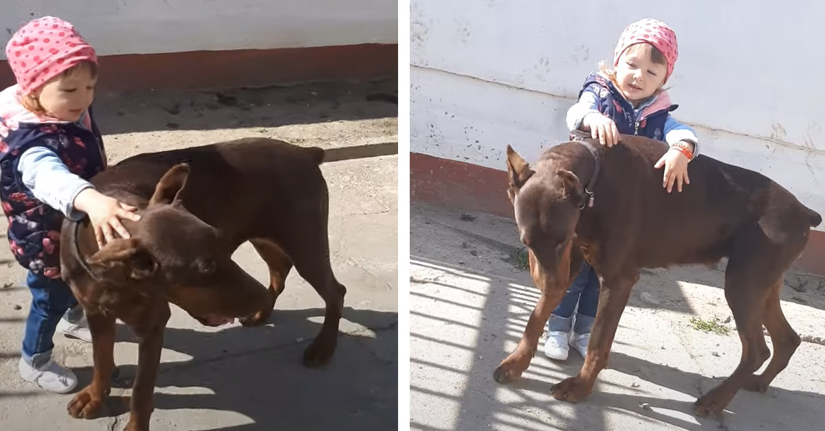 Il Doberman incontra la bambina e il video conquista il web