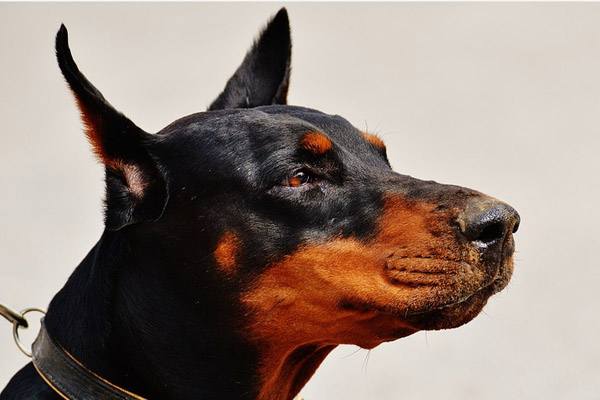 Doberman che osserva