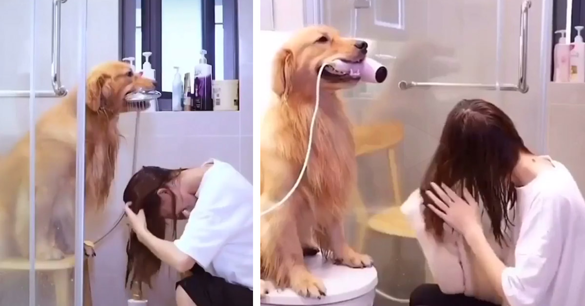Il Golden Retriever aiuta la proprietaria cieca nelle azioni quotidiane (video)