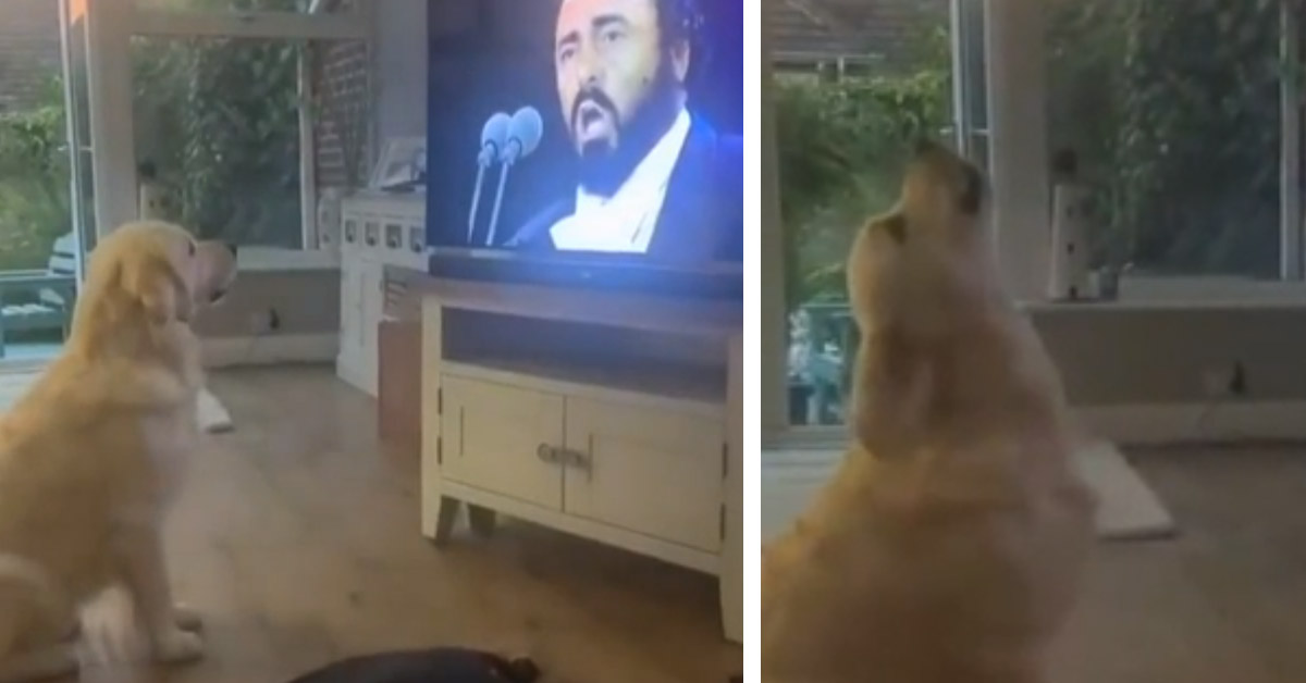 Il Golden Retriever ascolta “Nessun Dorma” di Pavarotti e la sua reazione diventa virale (video)
